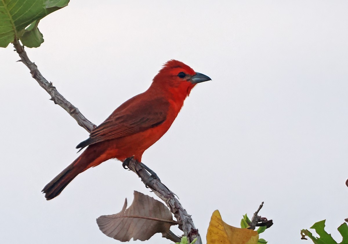 Hepatic Tanager - ML647351209