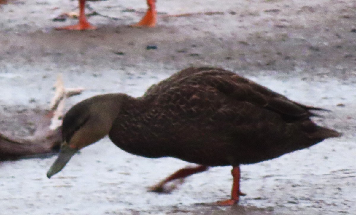 American Black Duck - ML647351212