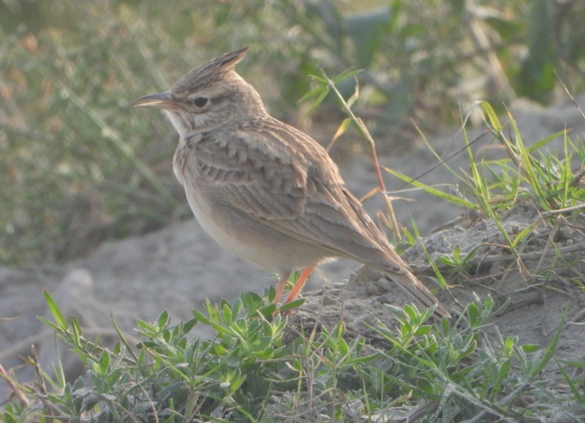 Crested Lark - ML647351214