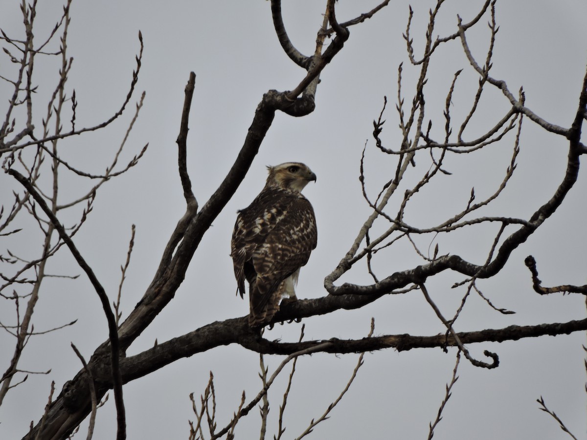 Red-tailed Hawk (borealis) - ML647351215