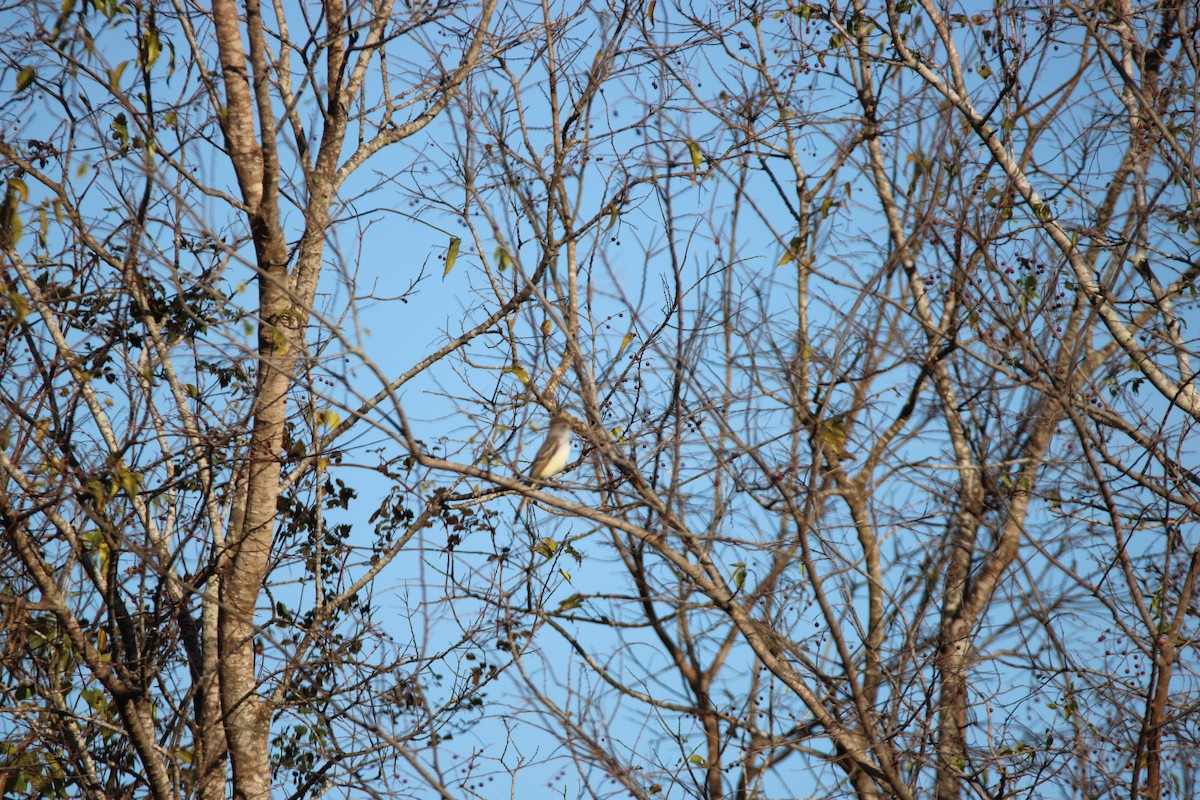 Ash-throated Flycatcher - ML647351220