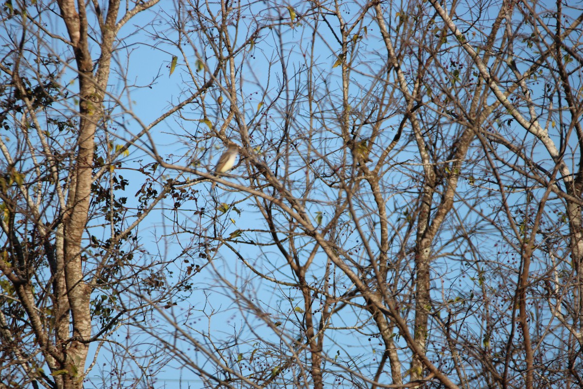 Ash-throated Flycatcher - ML647351221