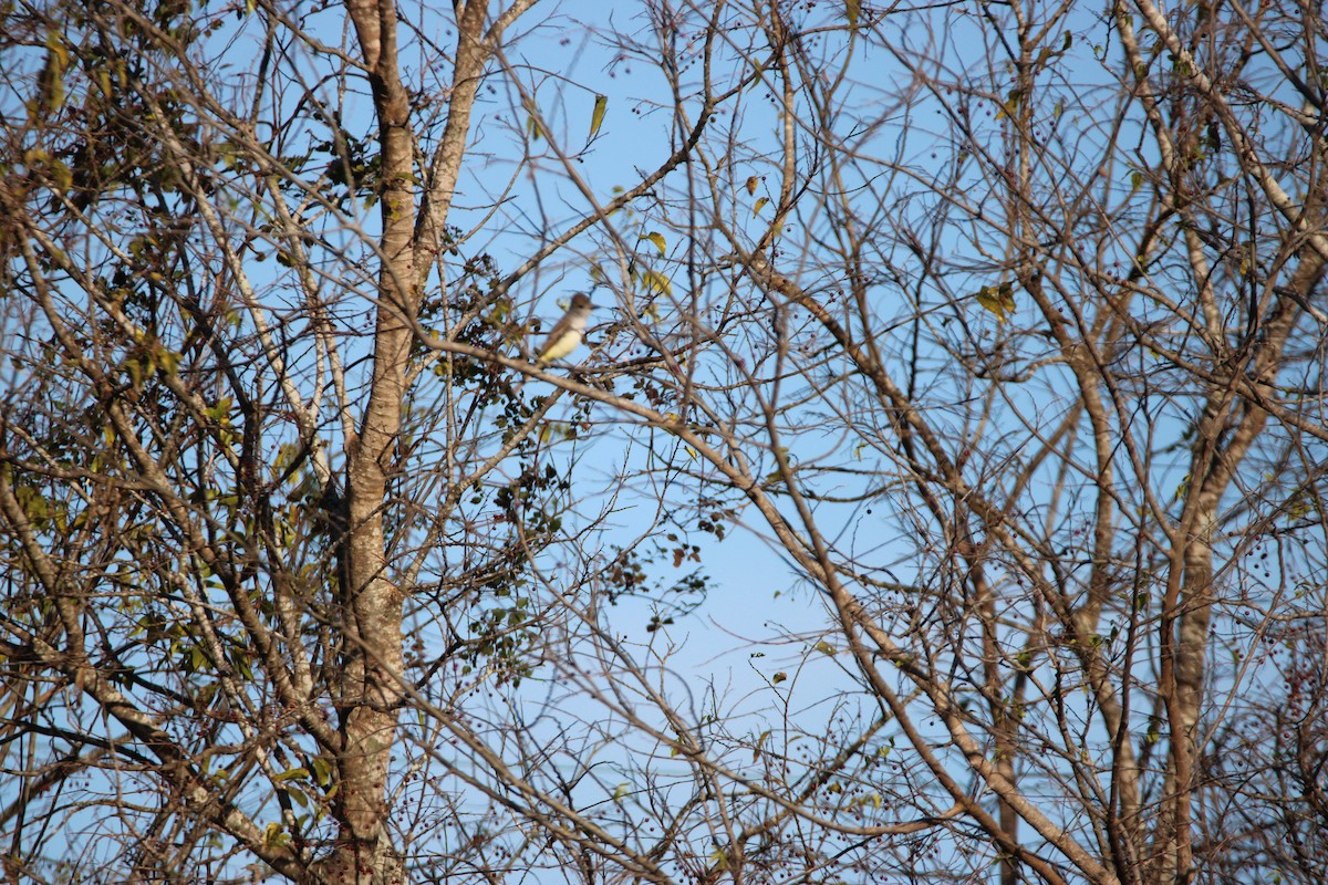 Ash-throated Flycatcher - ML647351224