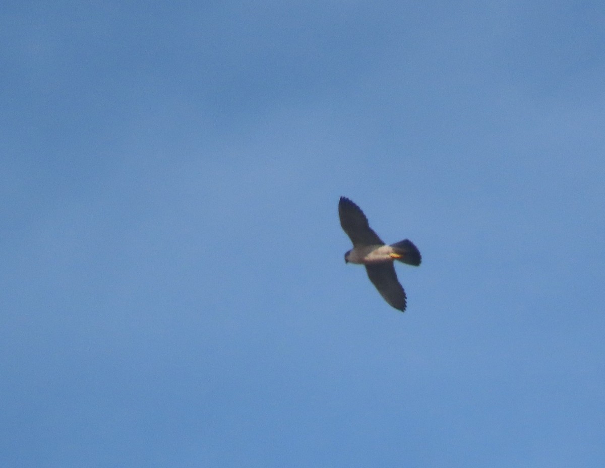 Faucon pèlerin - ML647351229