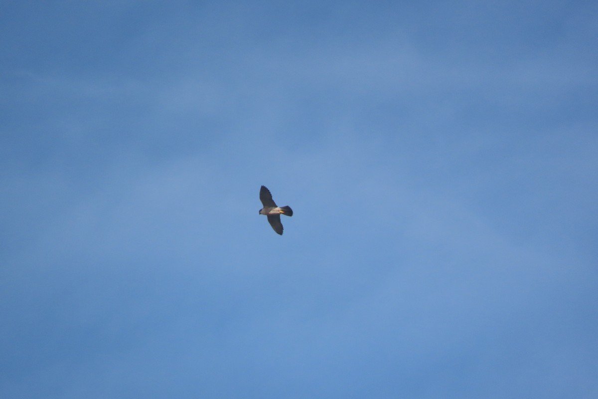 Faucon pèlerin - ML647351233