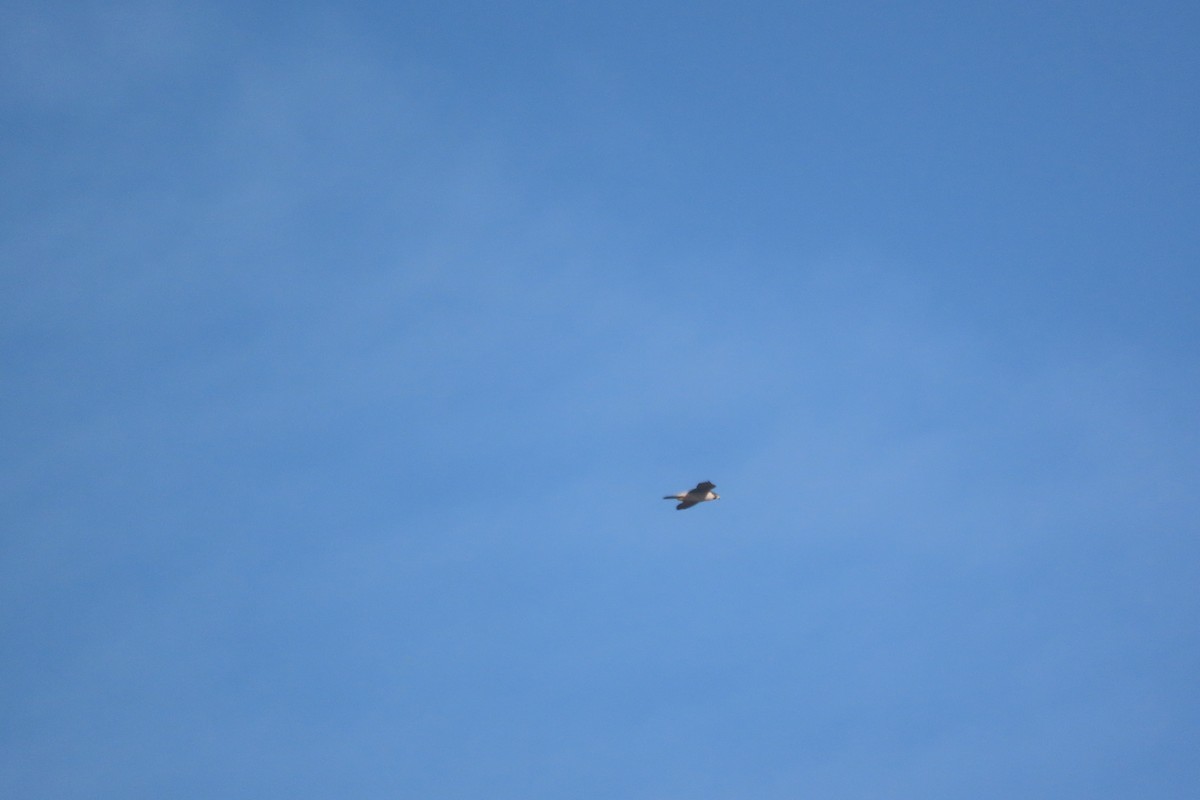 Faucon pèlerin - ML647351234