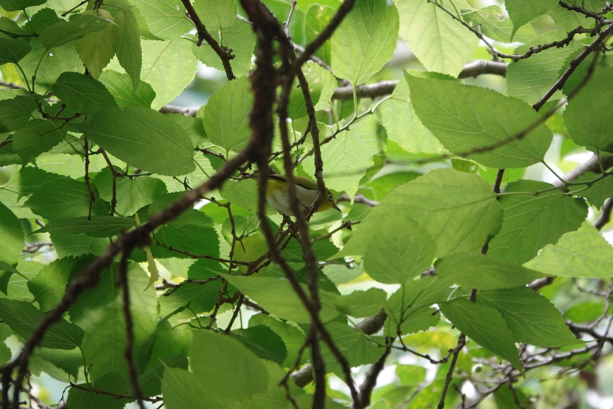 Swinhoe's White-eye - ML647351241