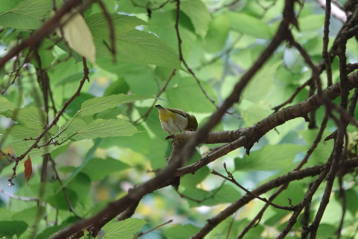 Swinhoe's White-eye - ML647351242