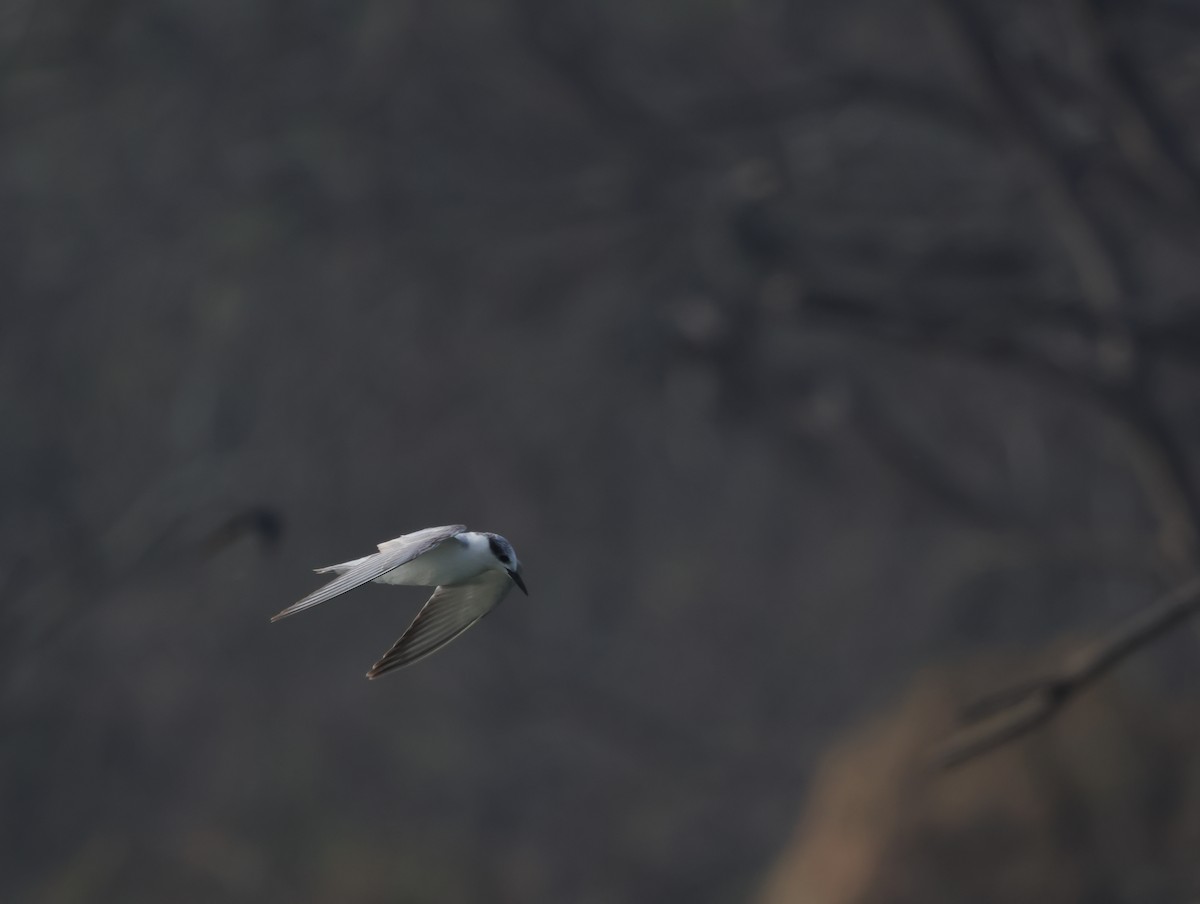מירומית לבנת-לחי - ML647351259
