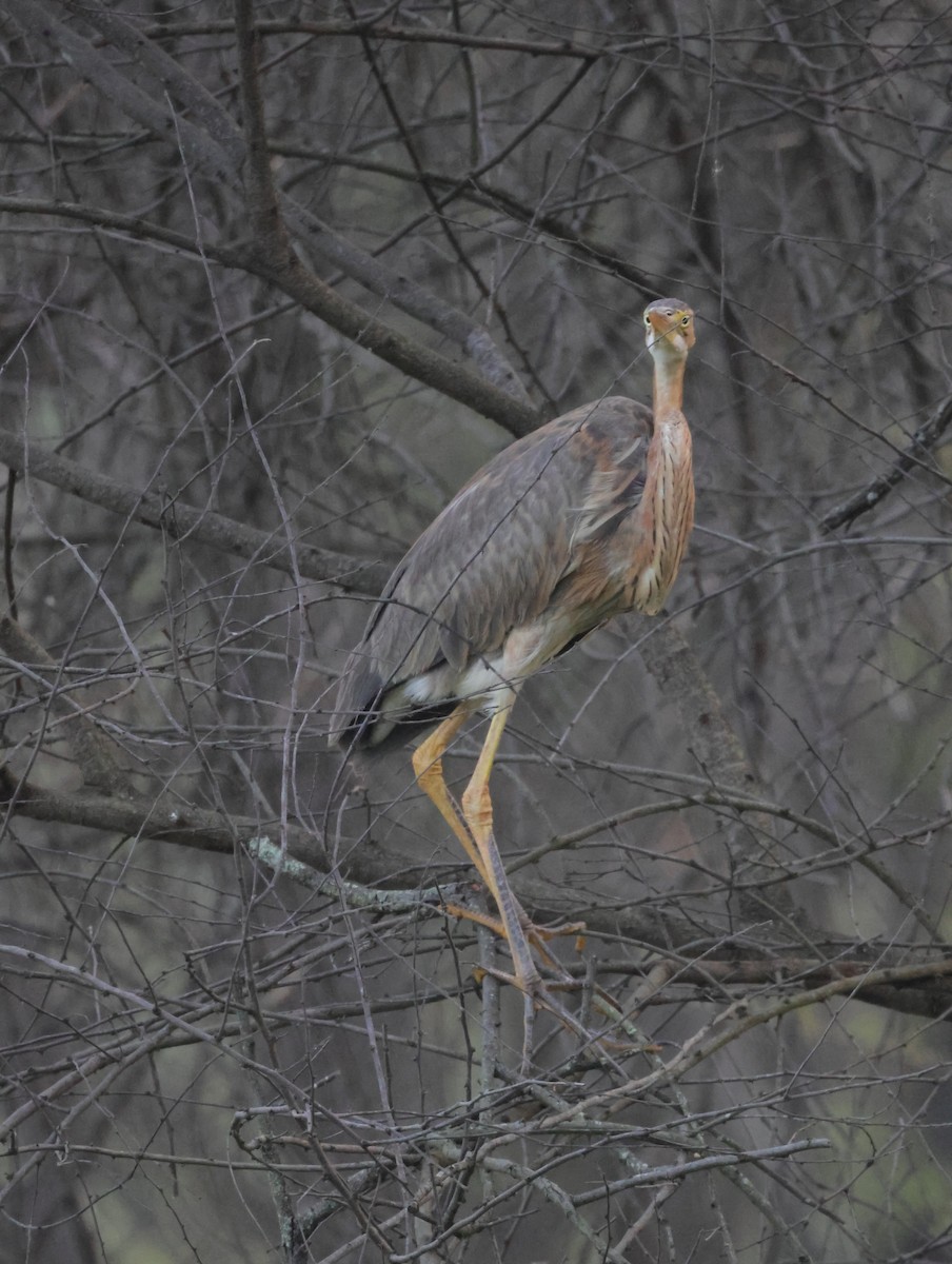 אנפה ארגמנית - ML647351262