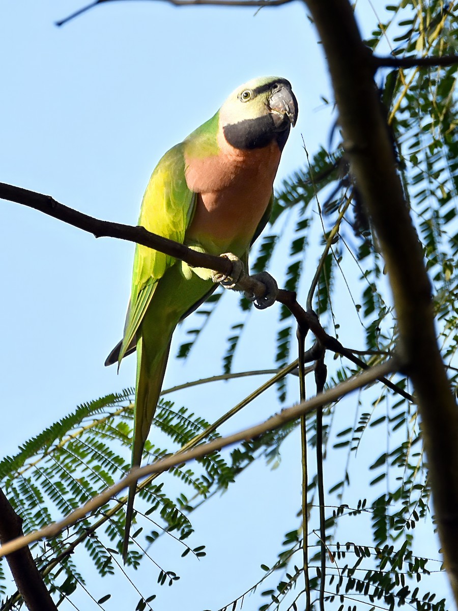 Red-breasted Parakeet - ML647351270