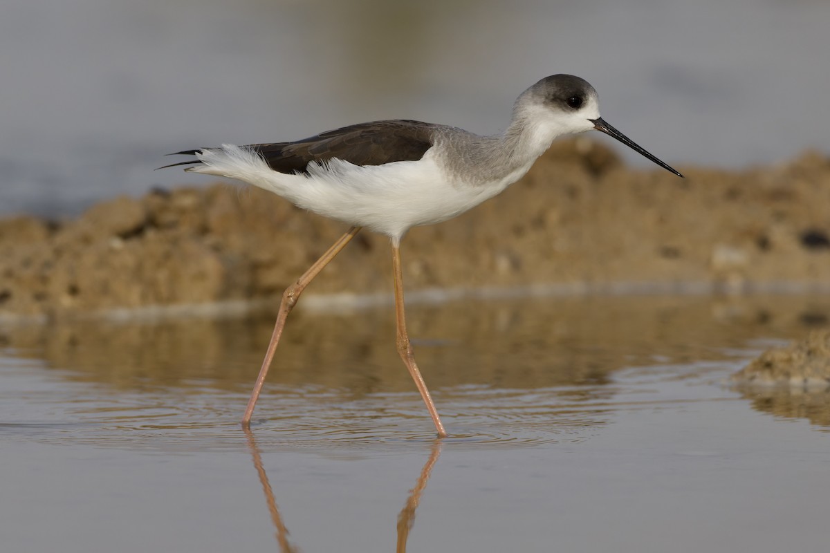 Black-winged Stilt - ML647351271