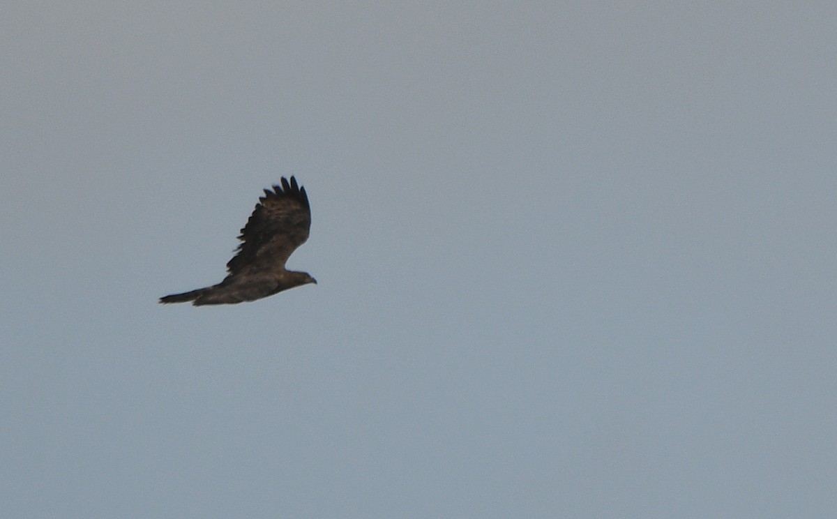 European Honey-buzzard - ML647351272