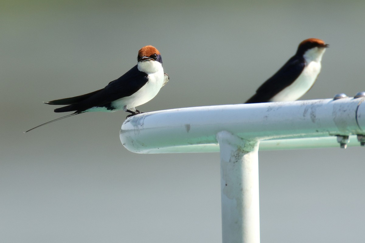 Wire-tailed Swallow - ML647351275