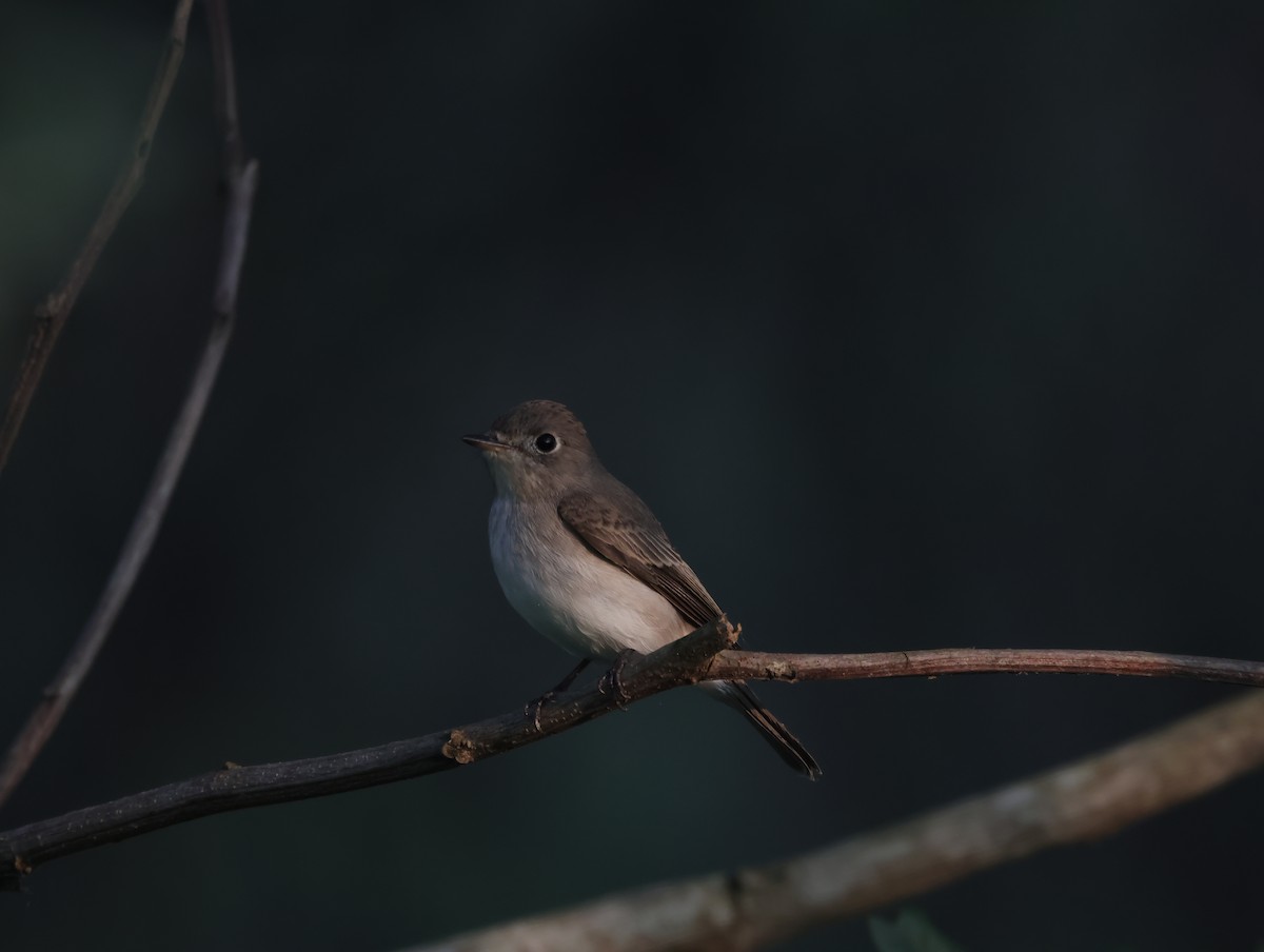 חטפית סיבירית - ML647351277