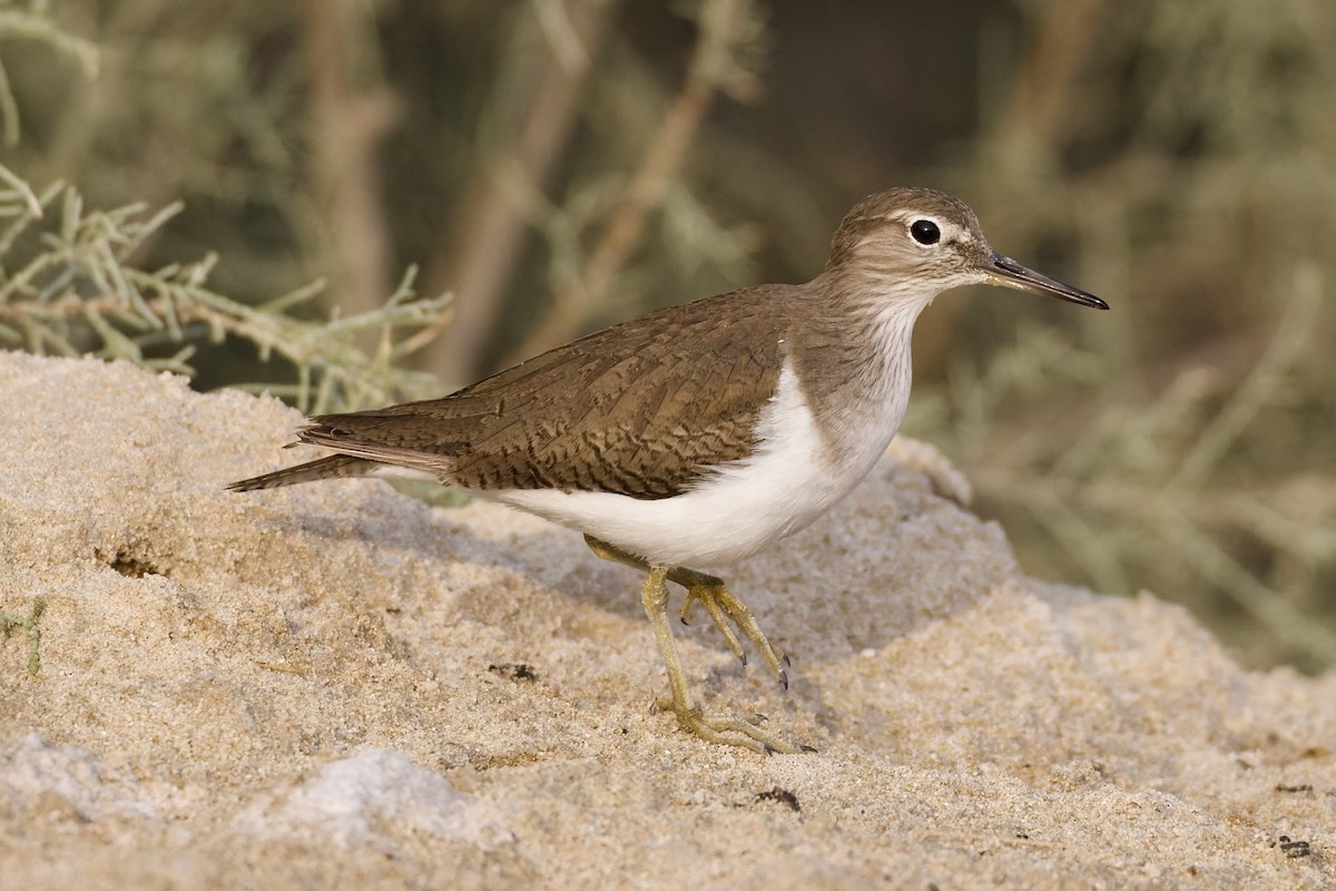 Common Sandpiper - ML647351278
