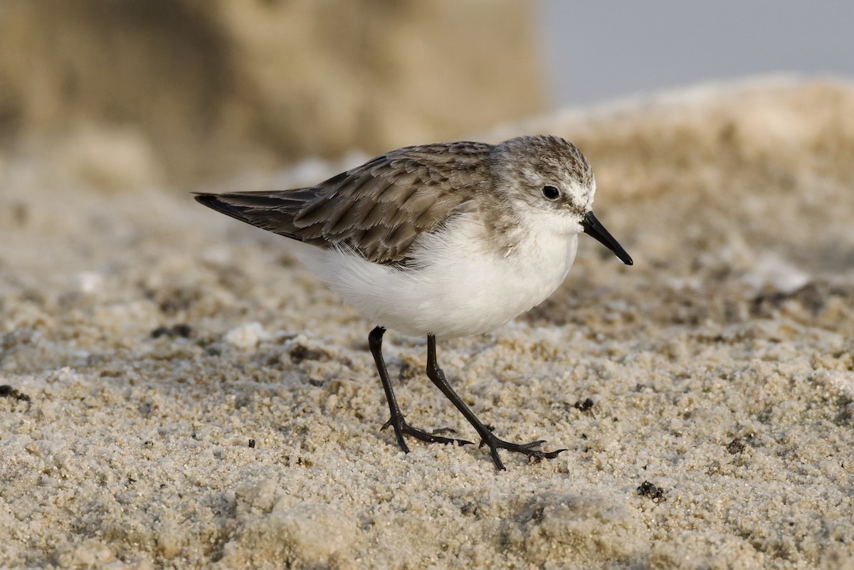 Little Stint - ML647351279