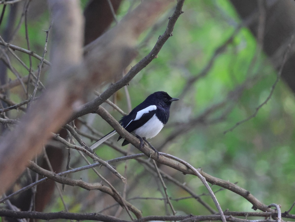 Oriental Magpie-Robin - ML647351281
