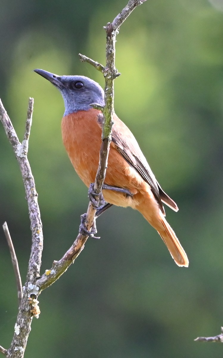 Cape Rock-Thrush - ML647351282