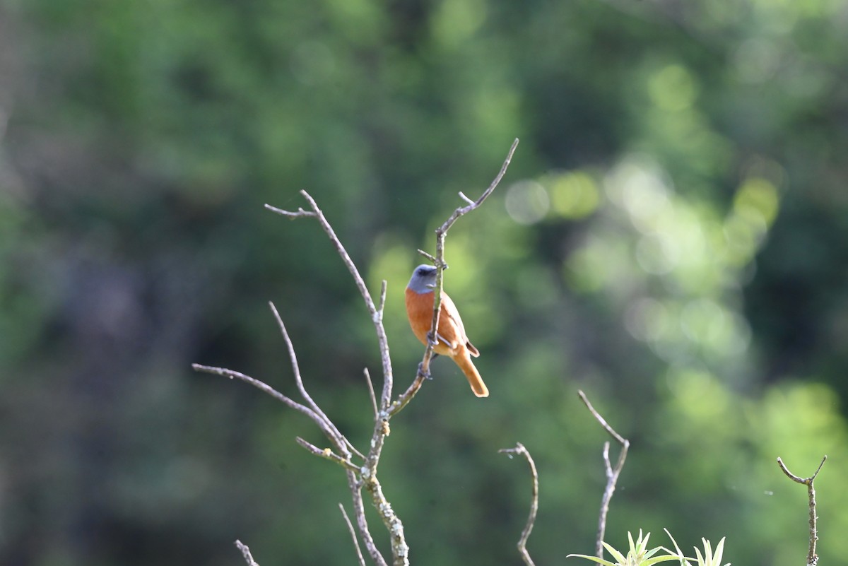 Cape Rock-Thrush - ML647351283