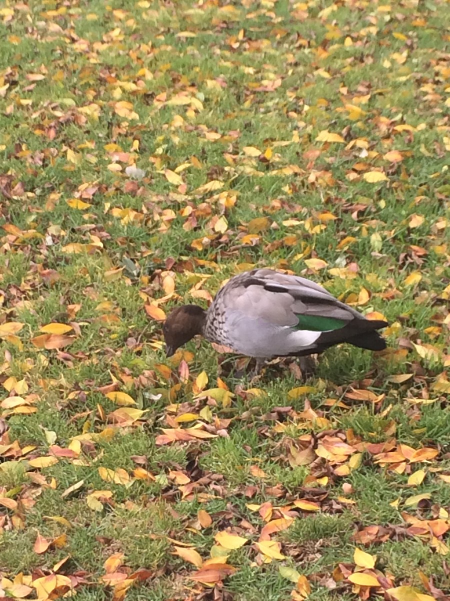 Maned Duck - ML647351286