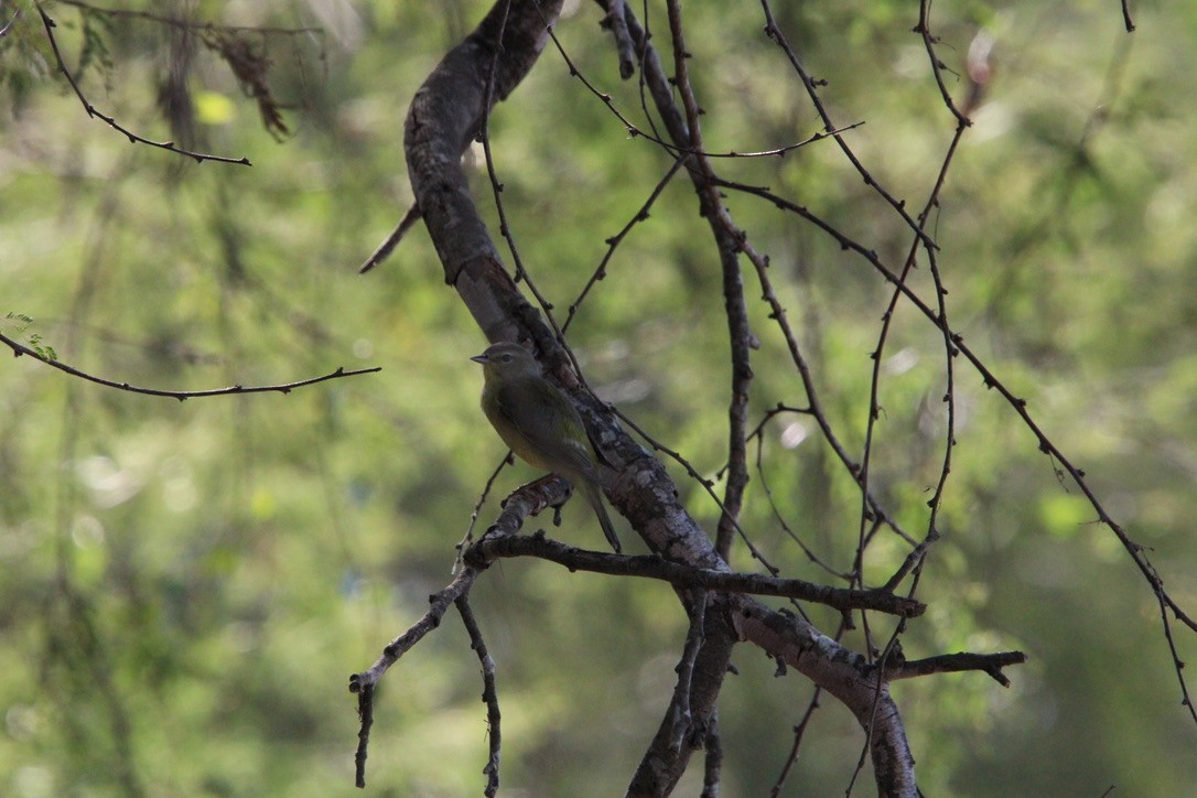Orange-crowned Warbler - ML647351287
