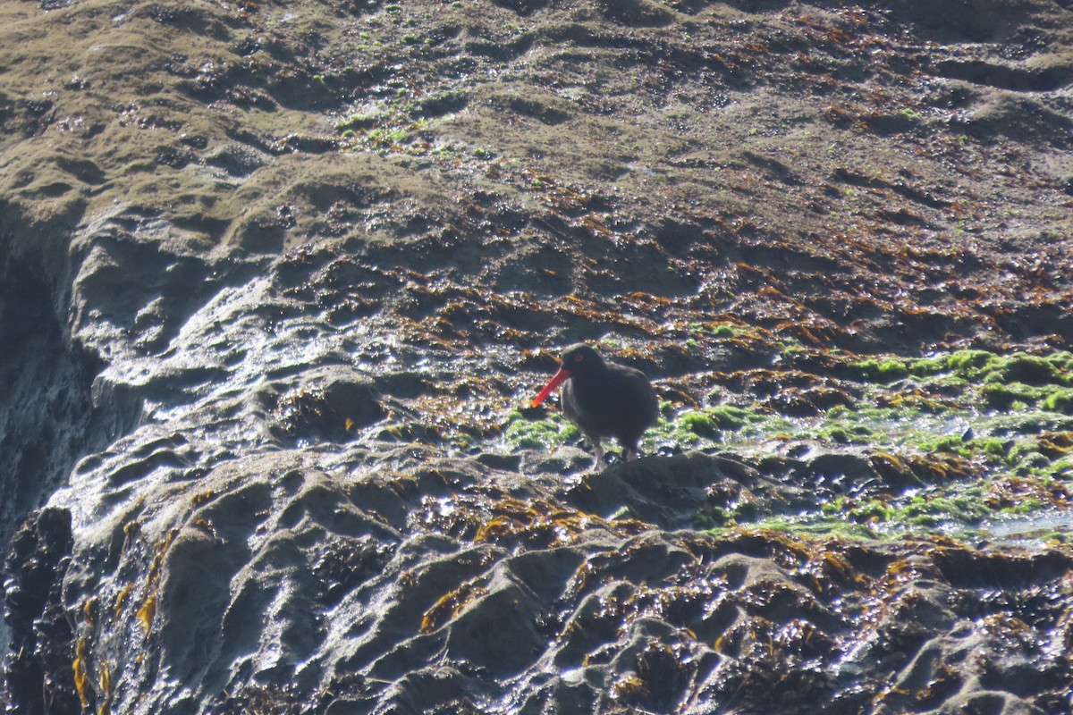 Black Oystercatcher - ML647351288