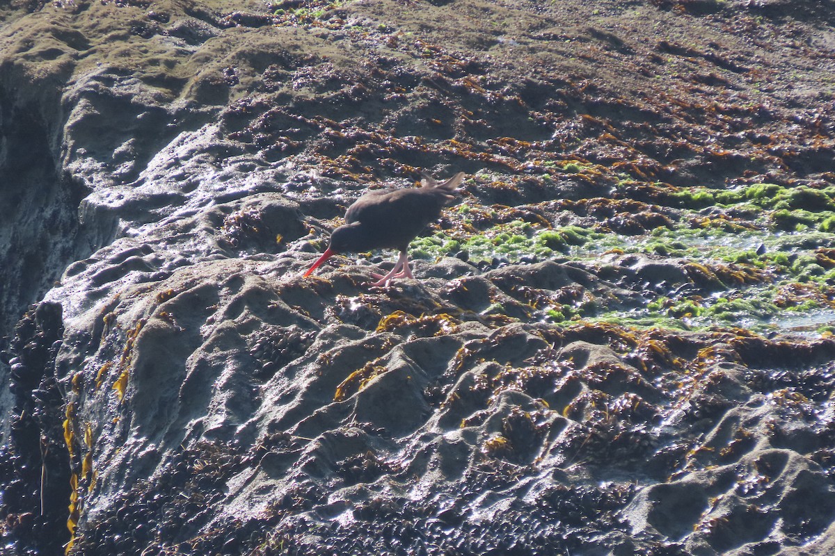 Black Oystercatcher - ML647351289