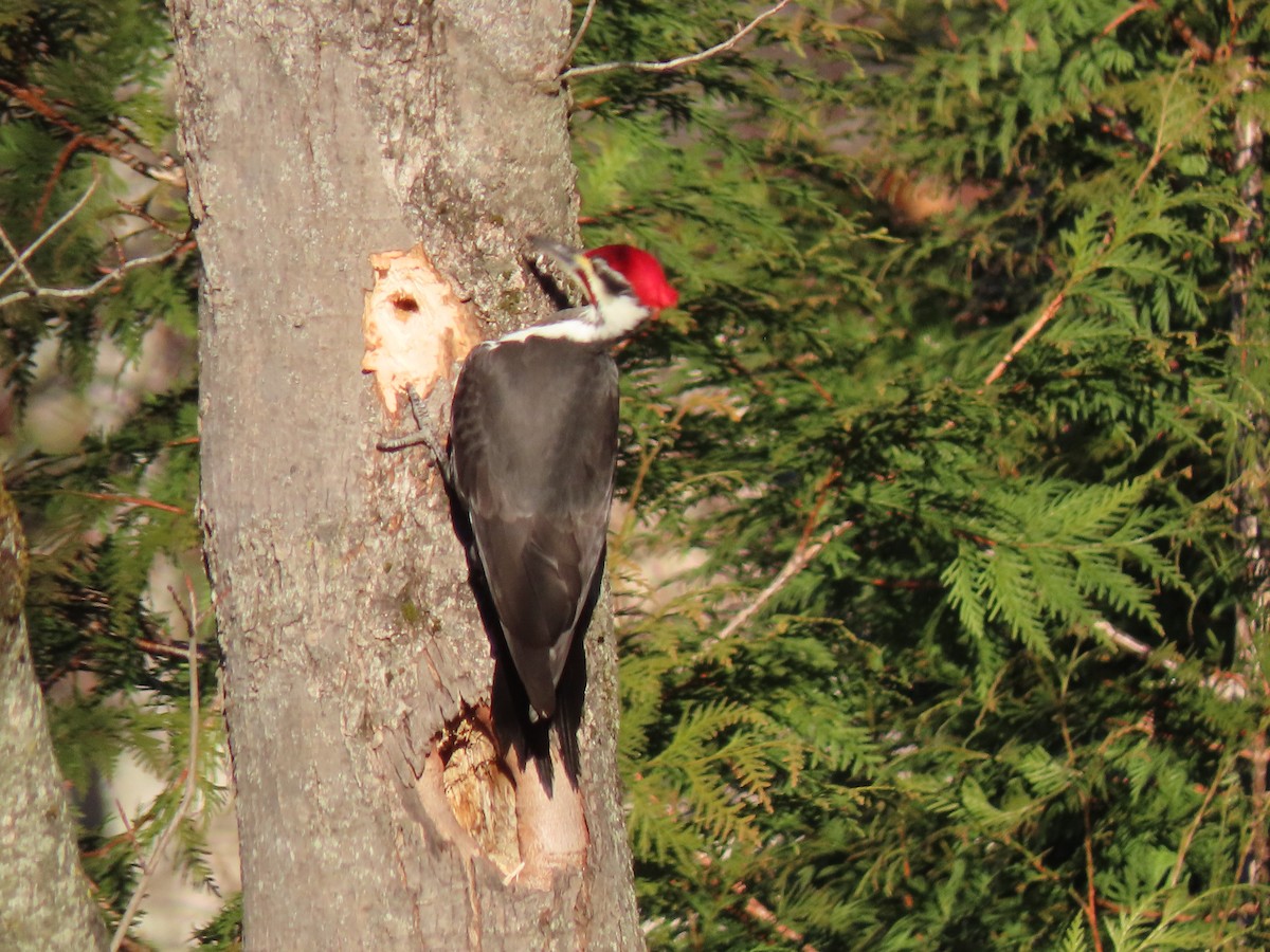 Pileated Woodpecker - ML647351290