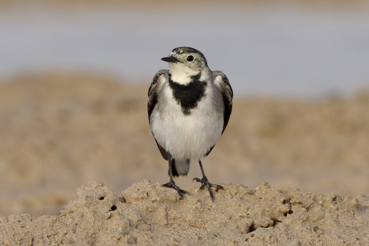 White Wagtail (White-faced) - ML647351291