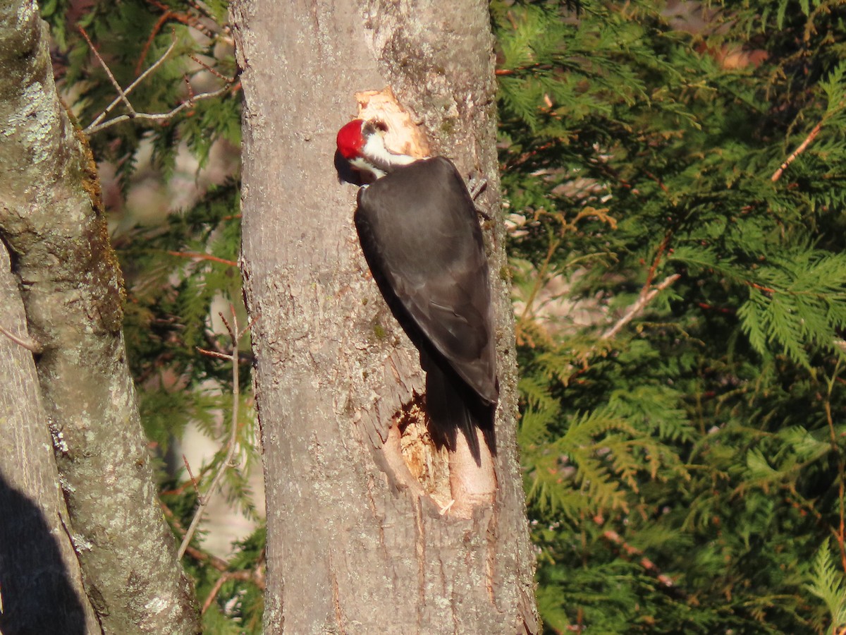 Pileated Woodpecker - ML647351294