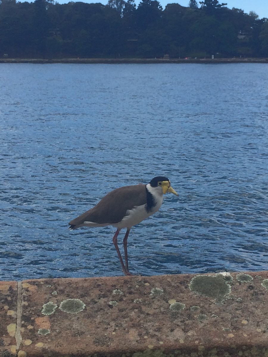 Masked Lapwing - ML647351295