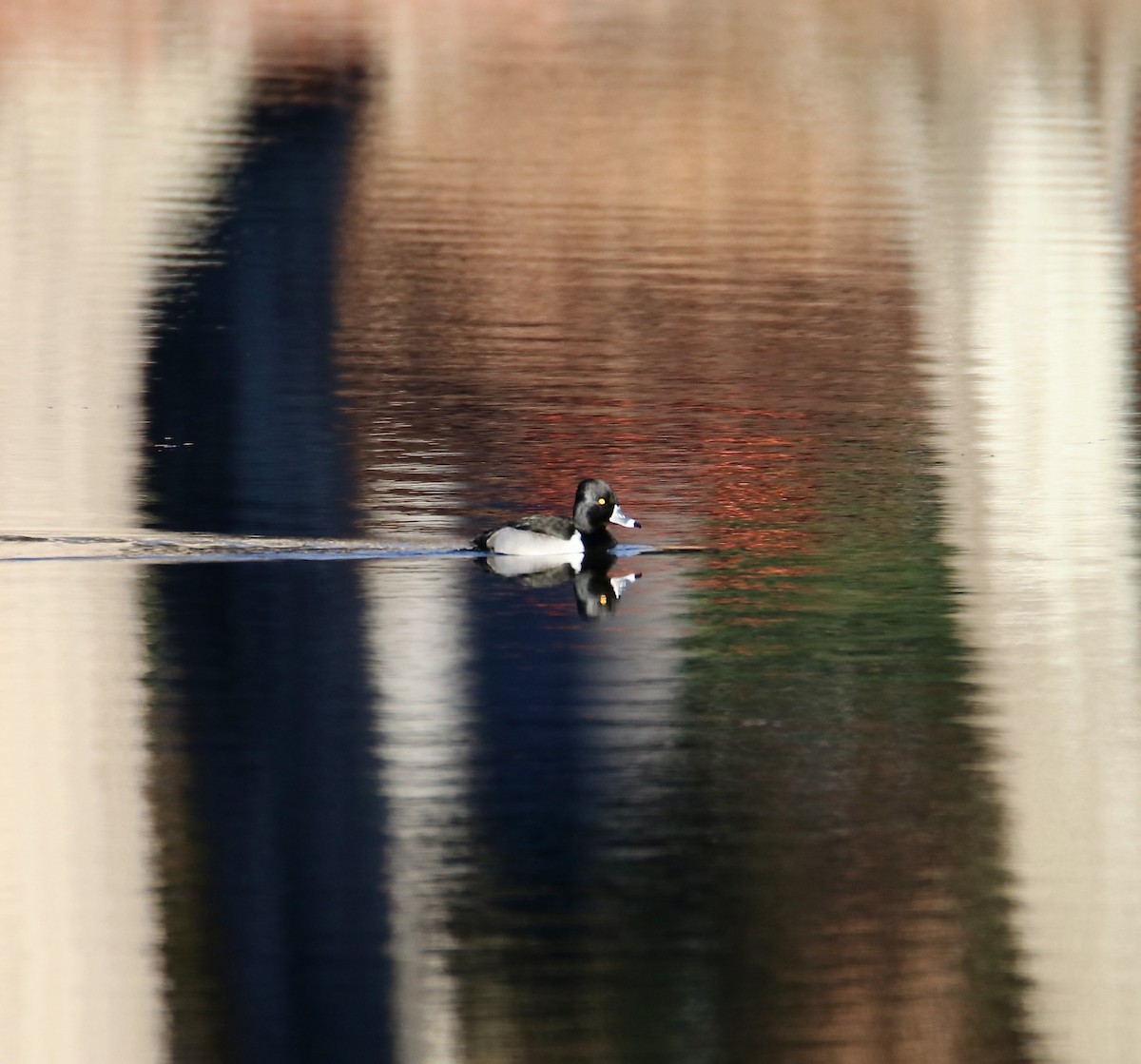 Ring-necked Duck - ML647351297
