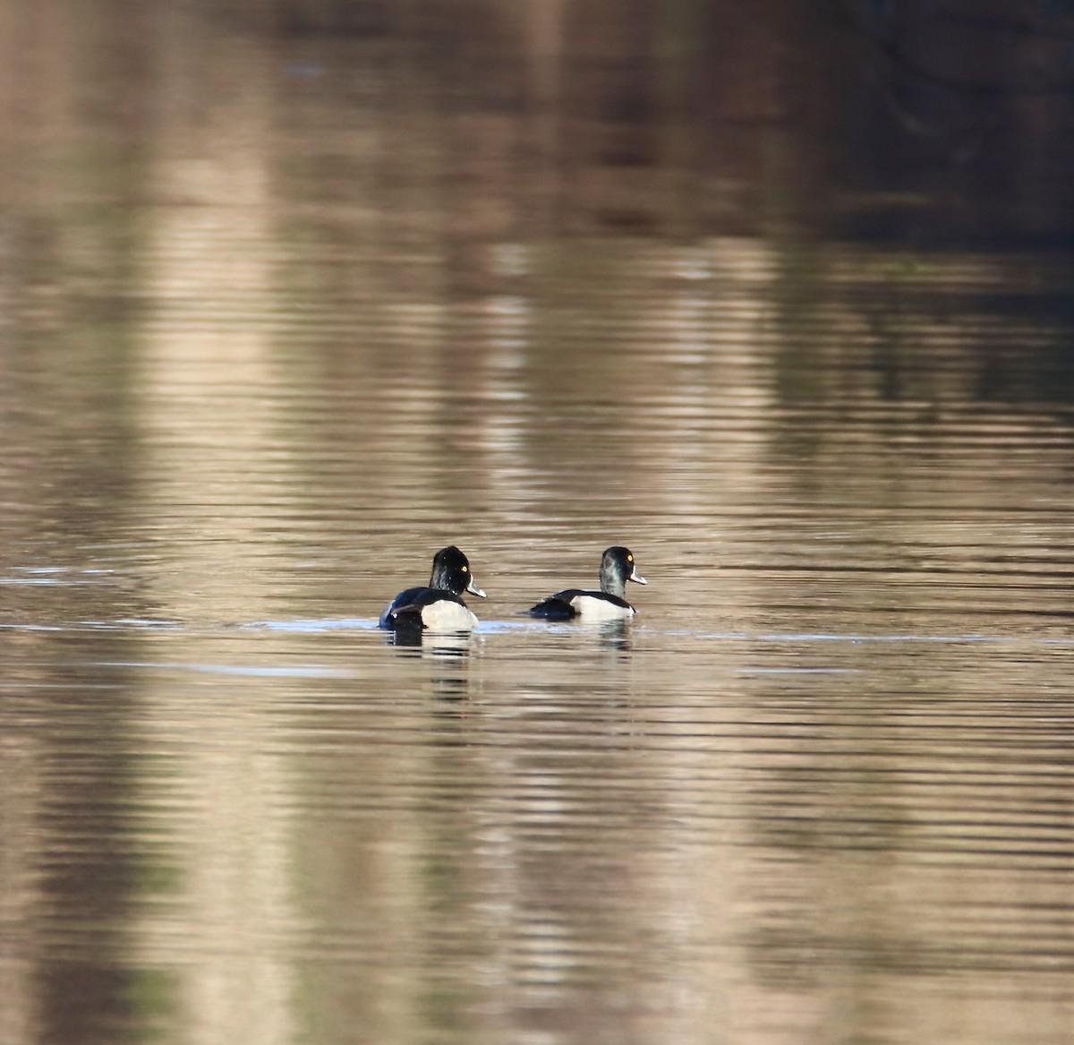 Ring-necked Duck - ML647351298