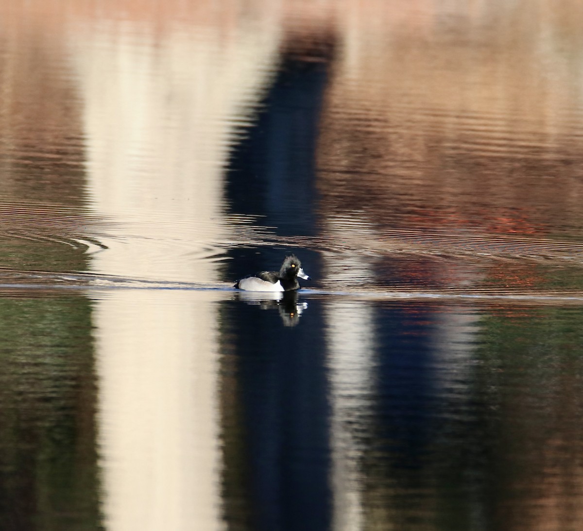 Ring-necked Duck - ML647351299