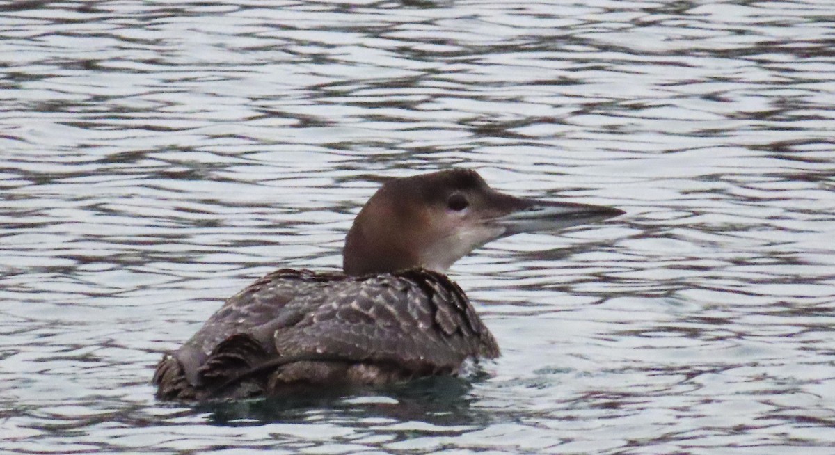 Common Loon - ML647351301