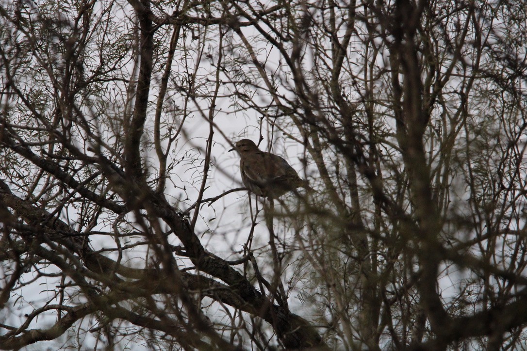 White-winged Dove - ML647351304