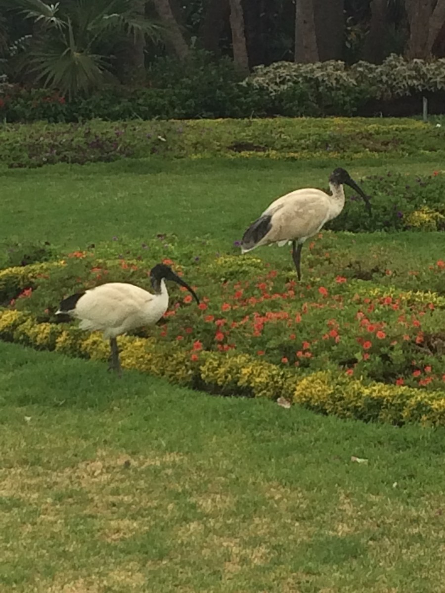 Australian Ibis - ML647351311