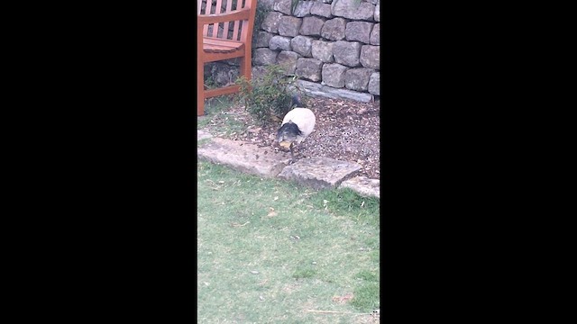Australian Ibis - ML647351312