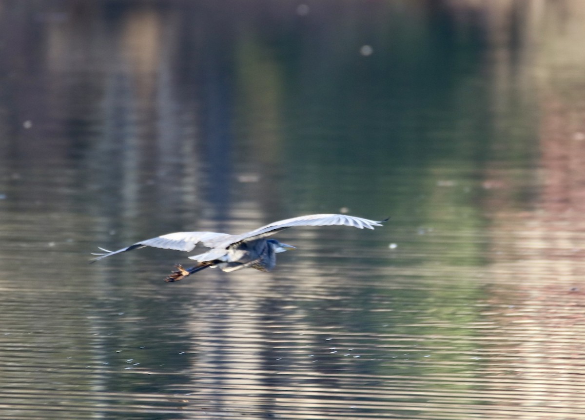 Great Blue Heron - ML647351319