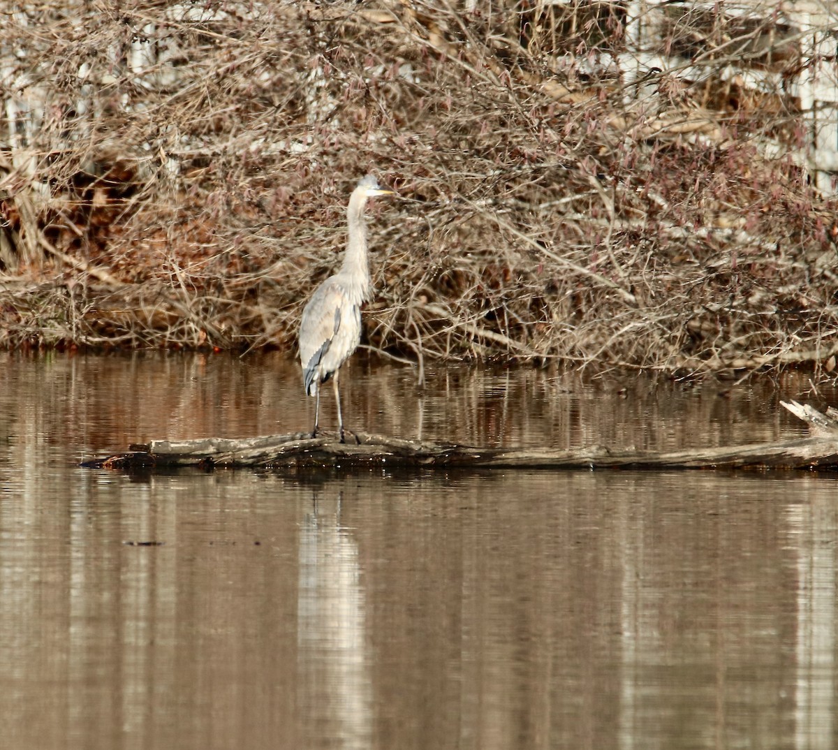 Great Blue Heron - ML647351320