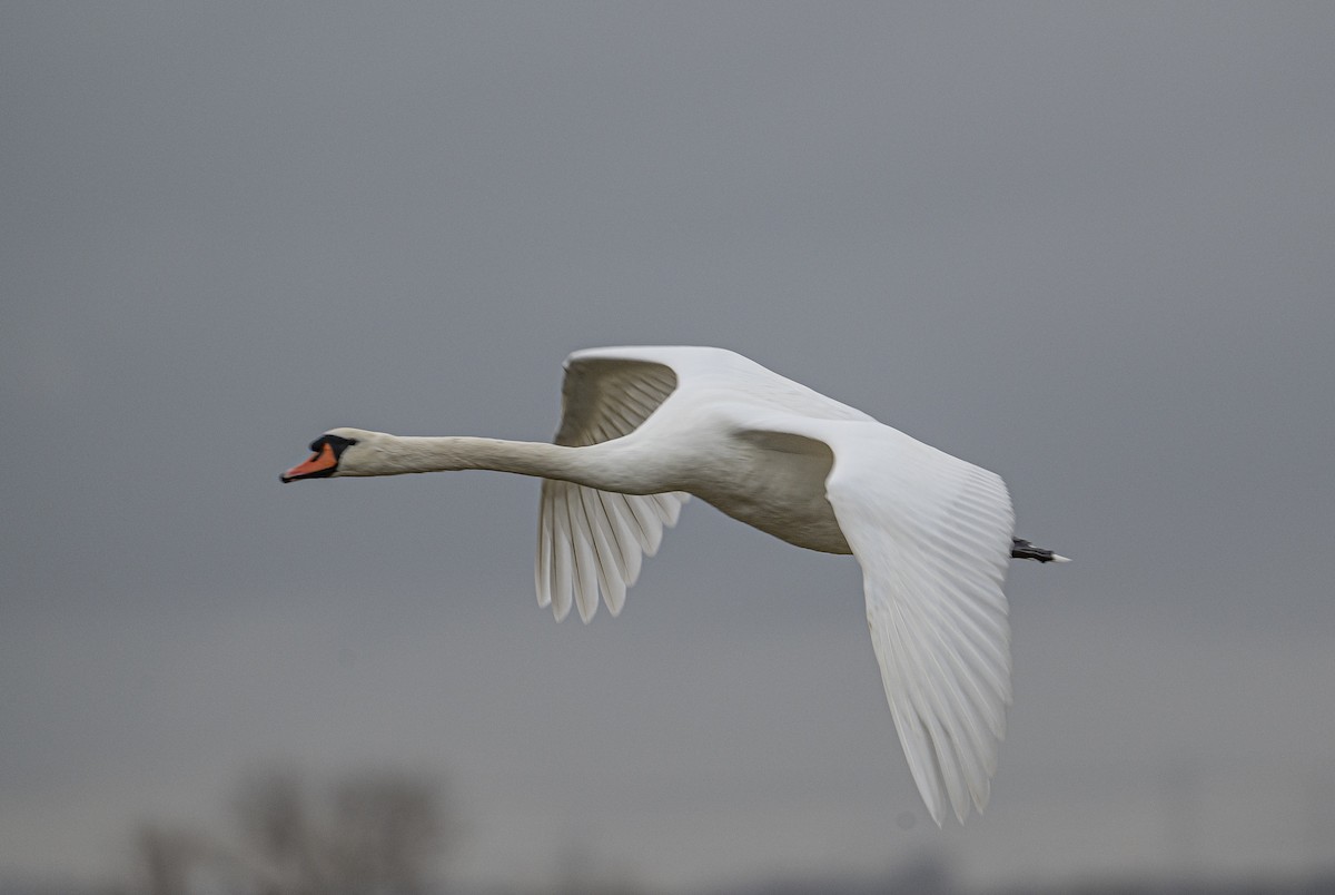 疣鼻天鵝 - ML647351328