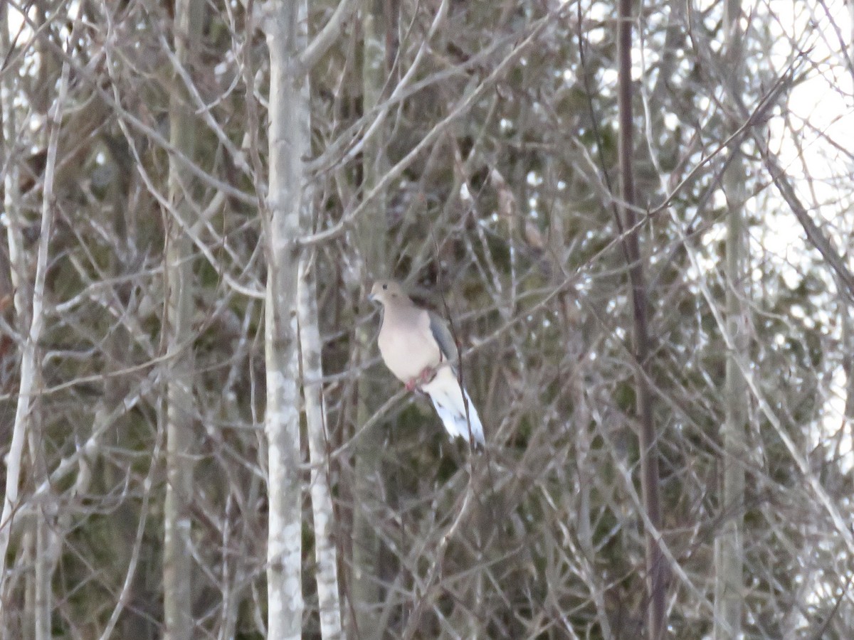 Mourning Dove - ML647351329