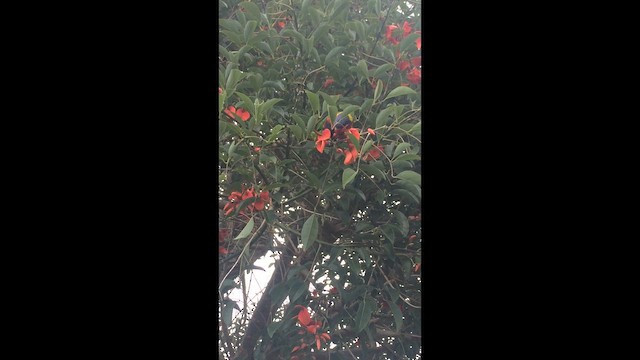 Rainbow Lorikeet - ML647351338