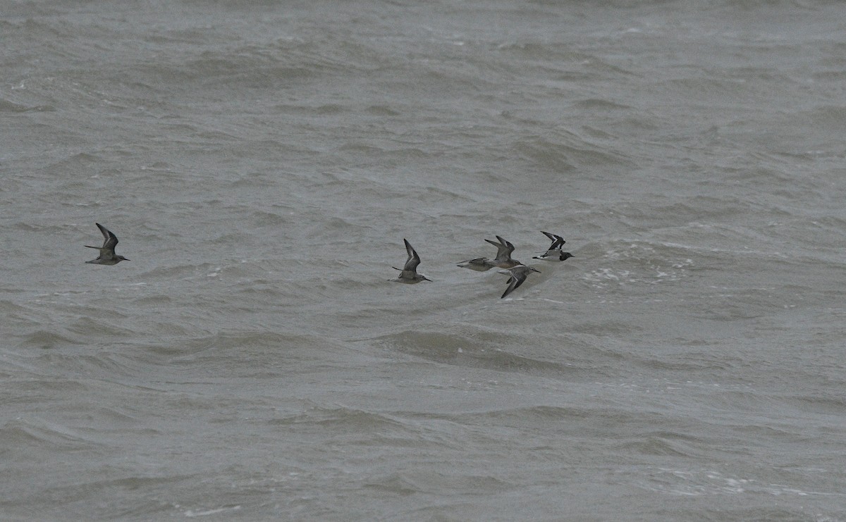 Исландский песочник - ML647351354