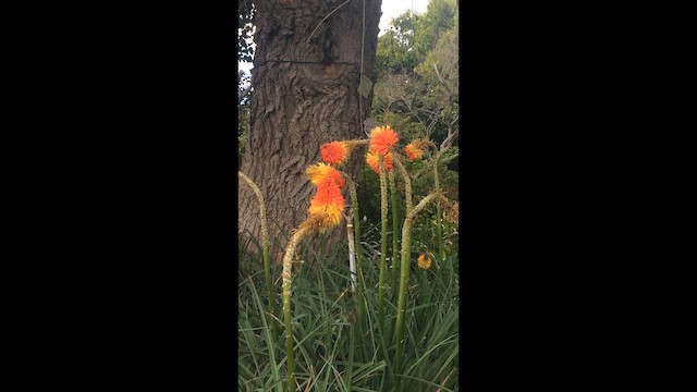 Noisy Miner - ML647351357