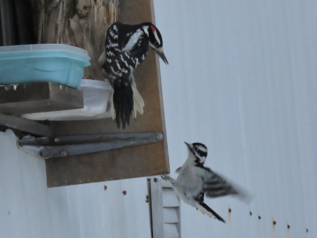 Downy Woodpecker - ML647351358