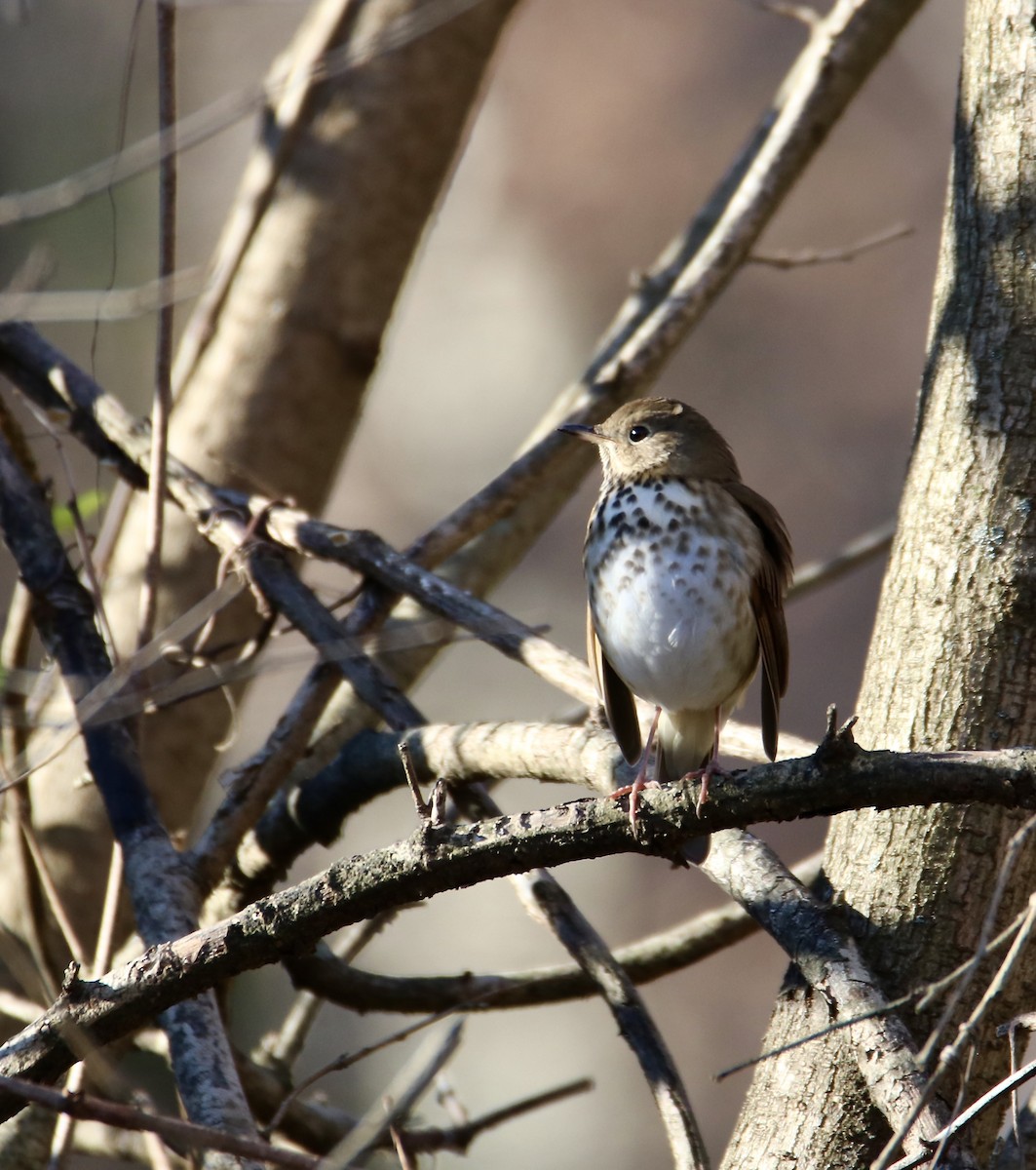 Einsiedler-Musendrossel - ML647351359