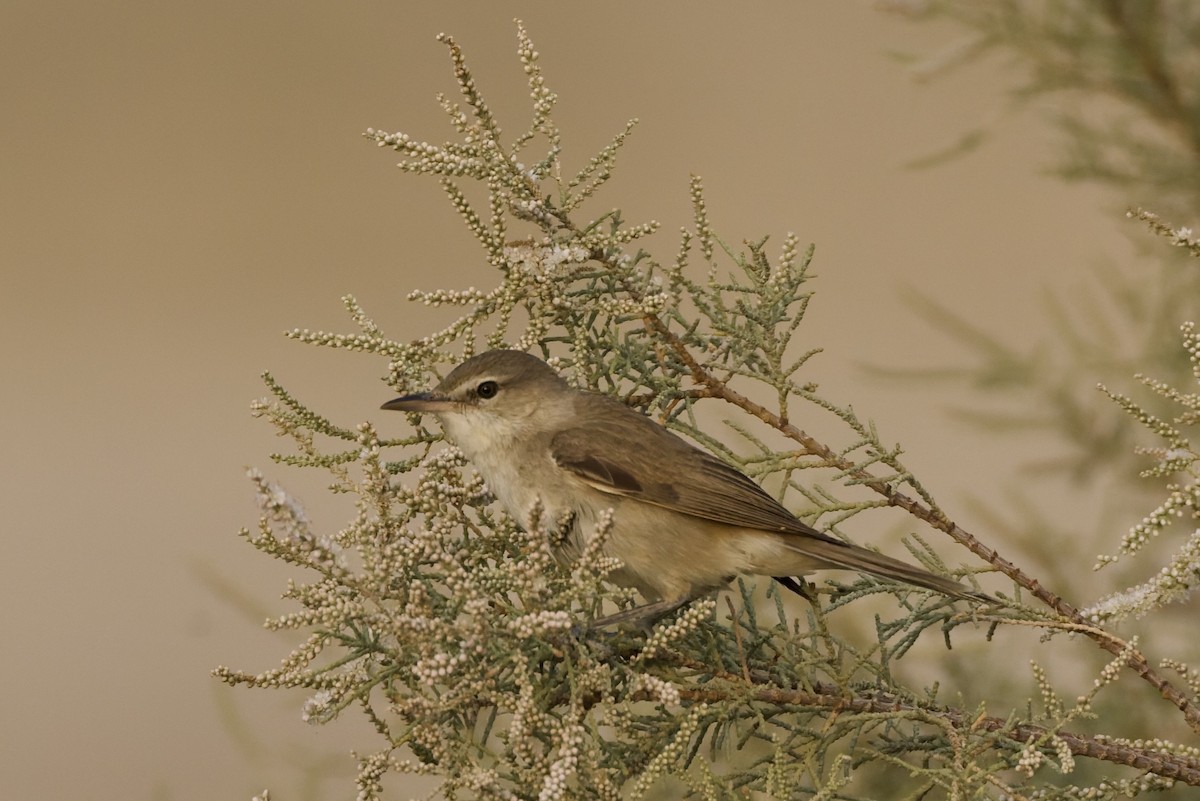 קנית אפריקנית - ML647351360