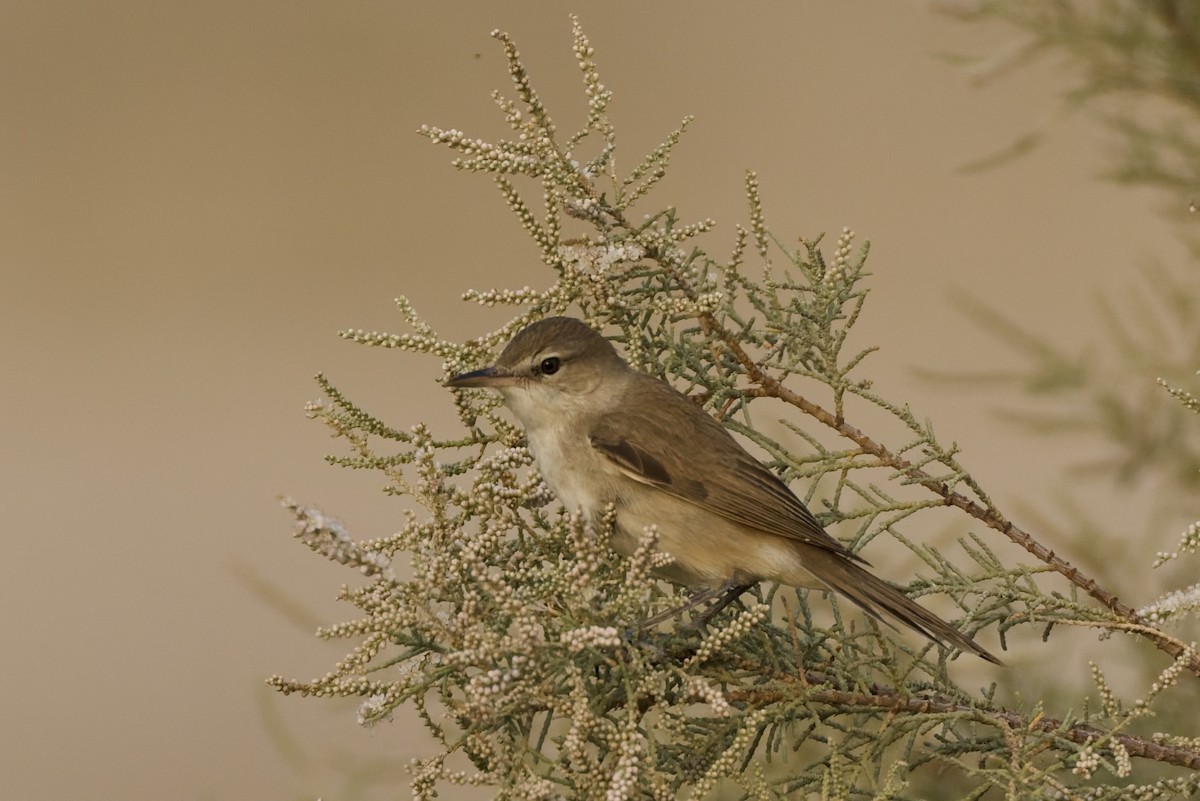 קנית אפריקנית - ML647351361